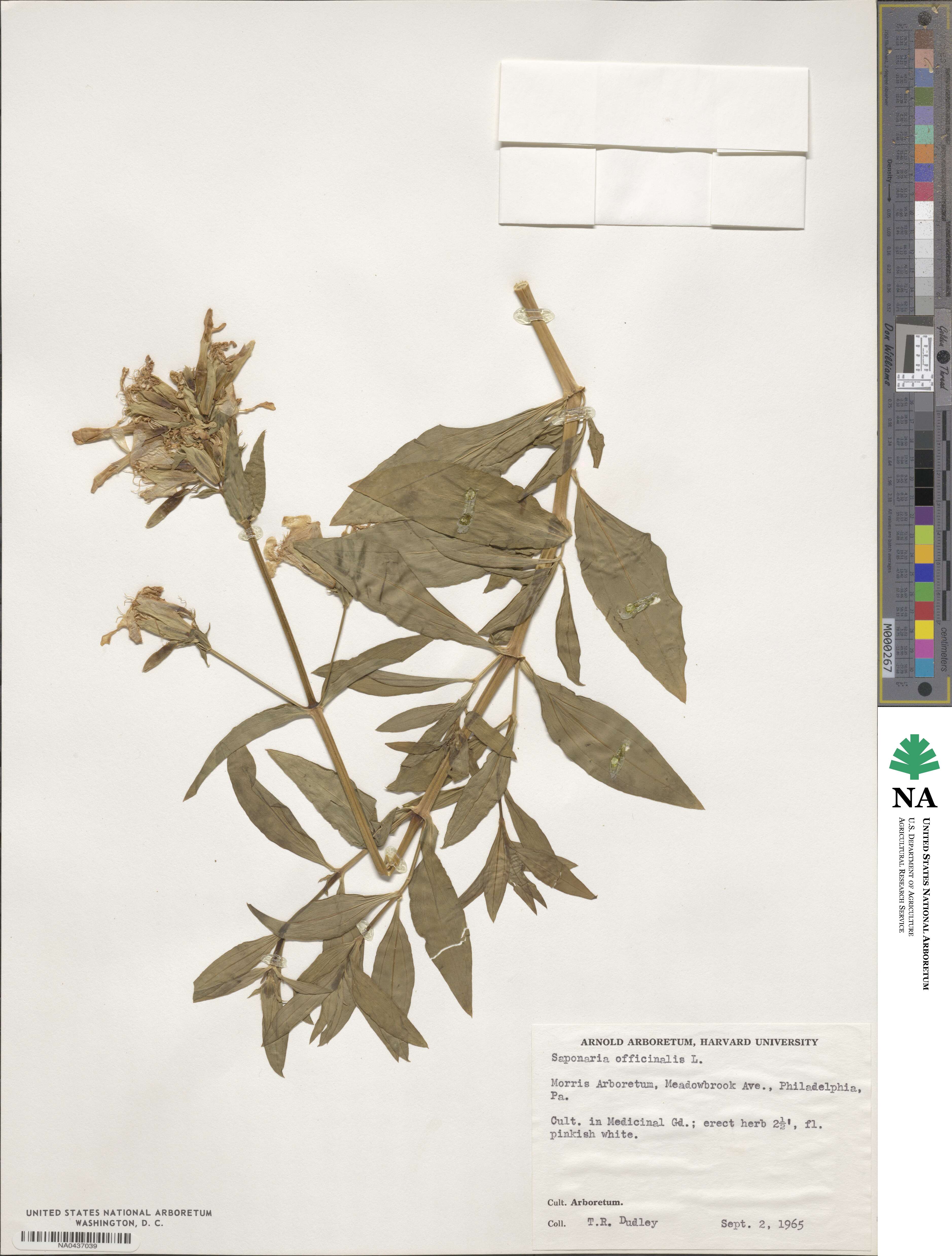 Saponaria officinalis image