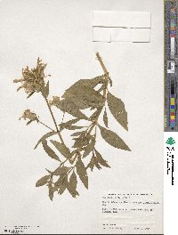 Saponaria officinalis image