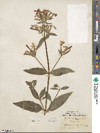 Saponaria officinalis image