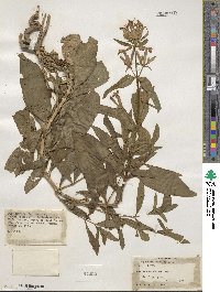 Saponaria officinalis image