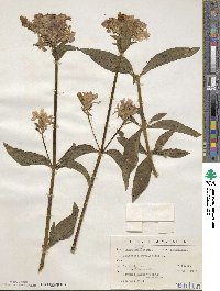 Saponaria officinalis image