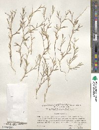 Dianthus nudiflorus image