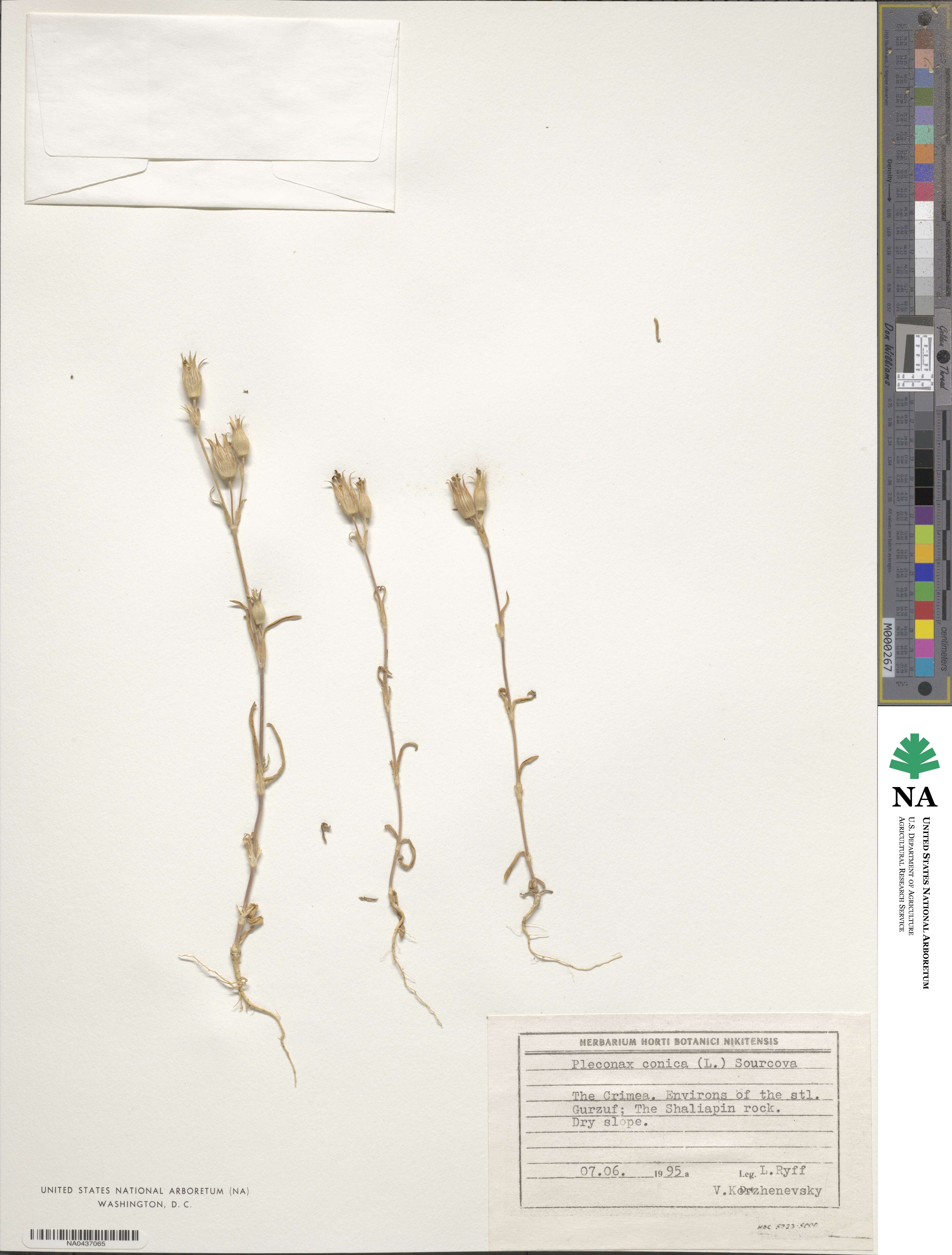 Silene conica subsp. conica image