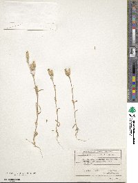 Silene conica image