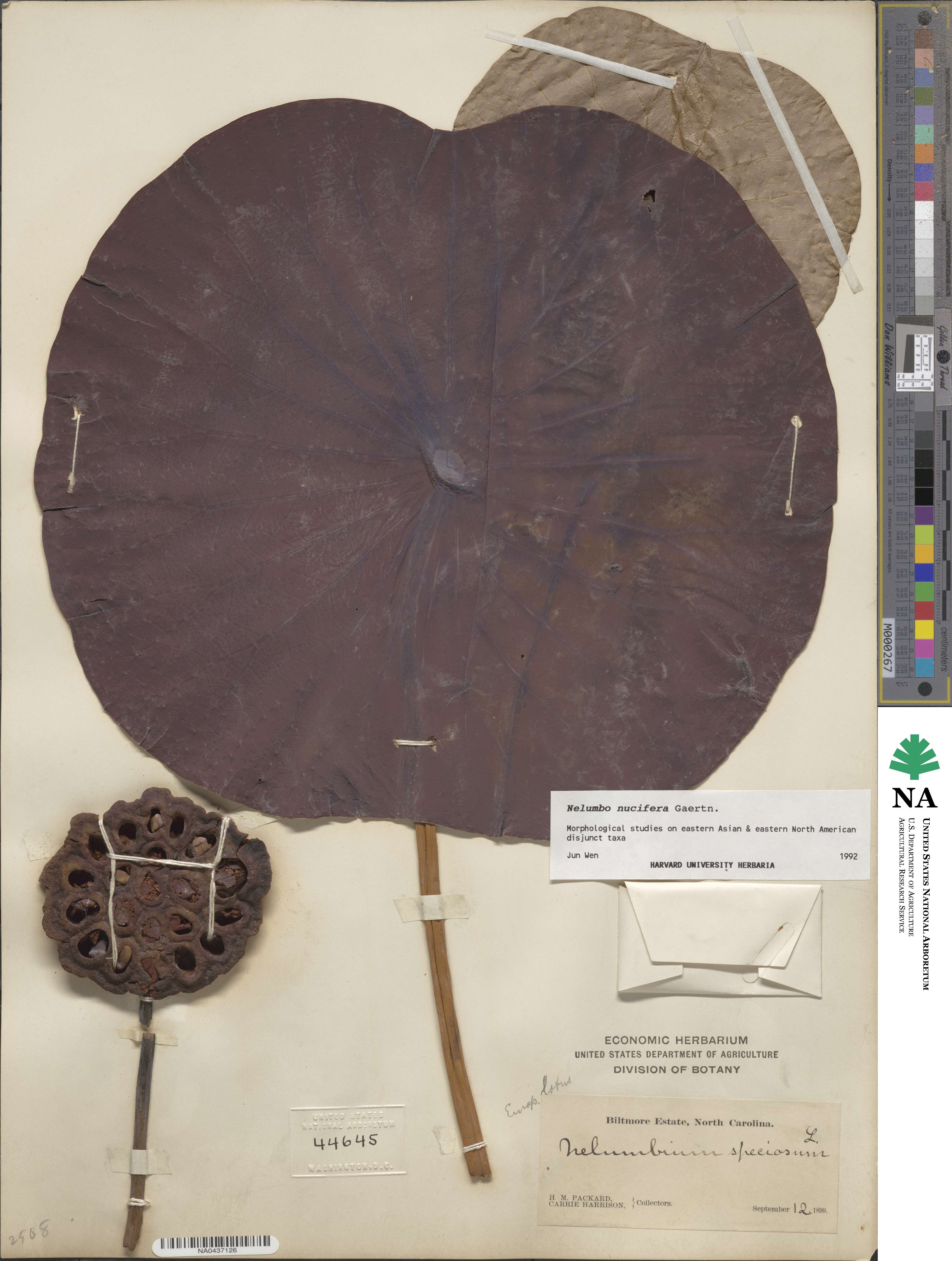 Nelumbo nucifera image