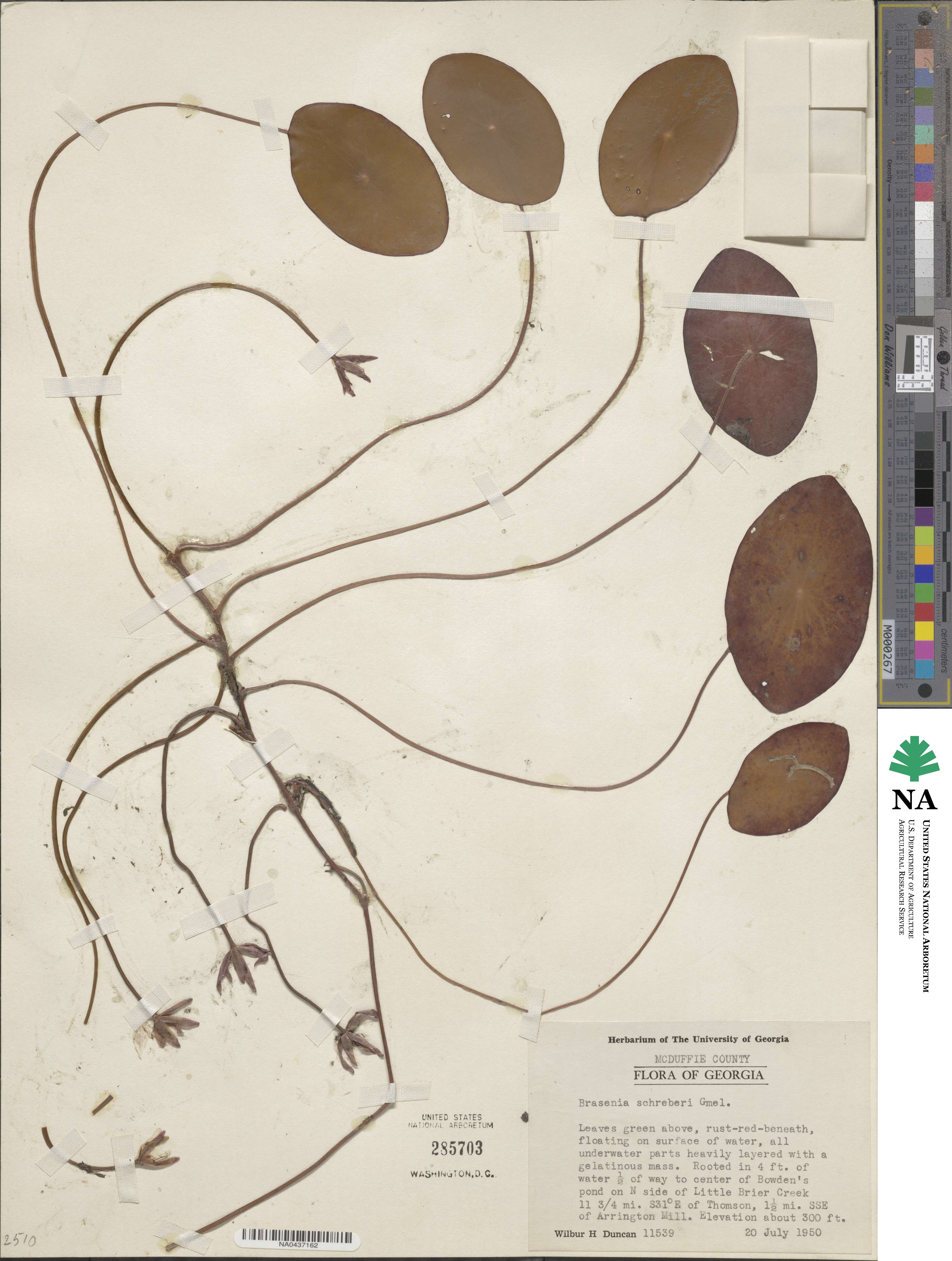 Brasenia schreberi image