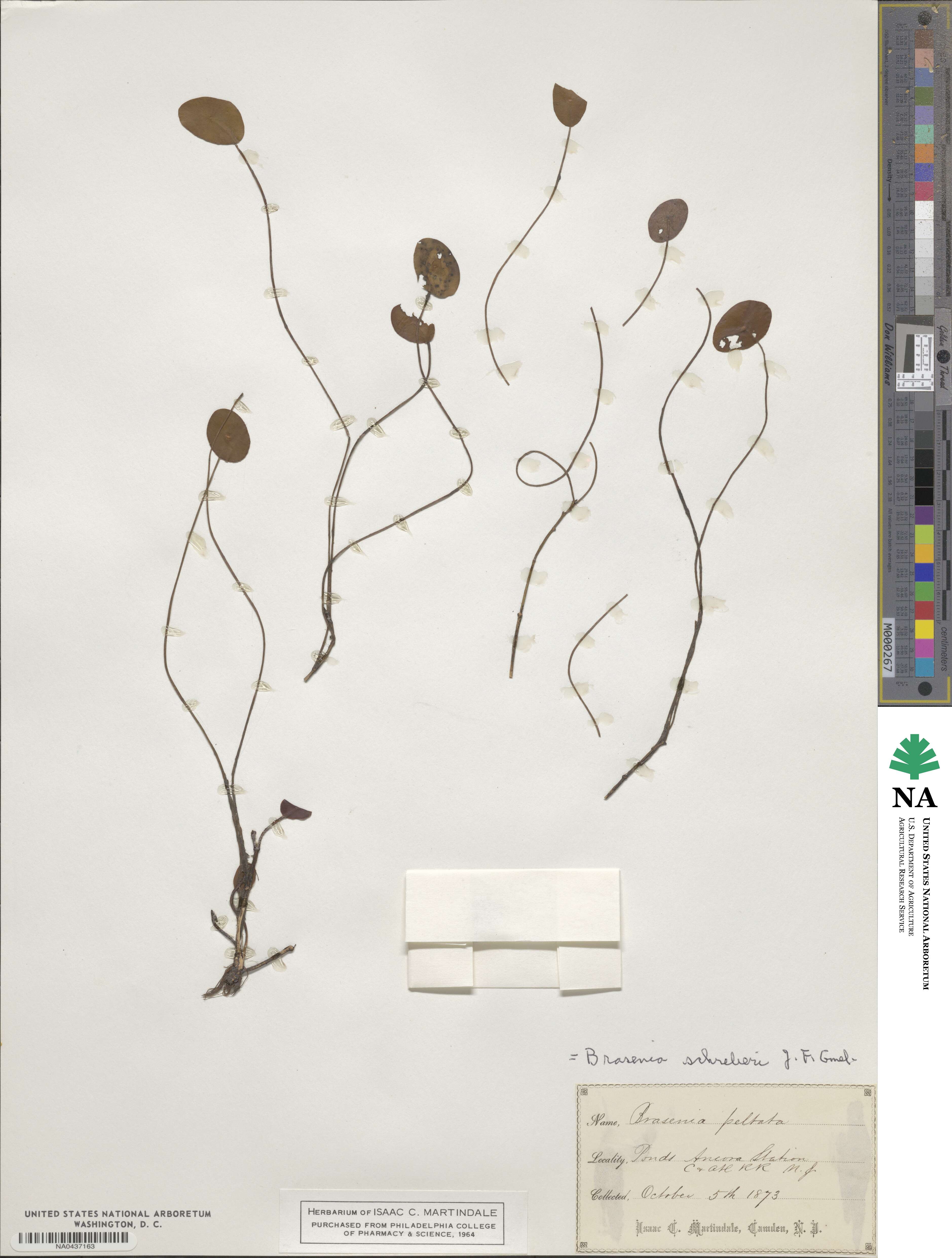 Brasenia image
