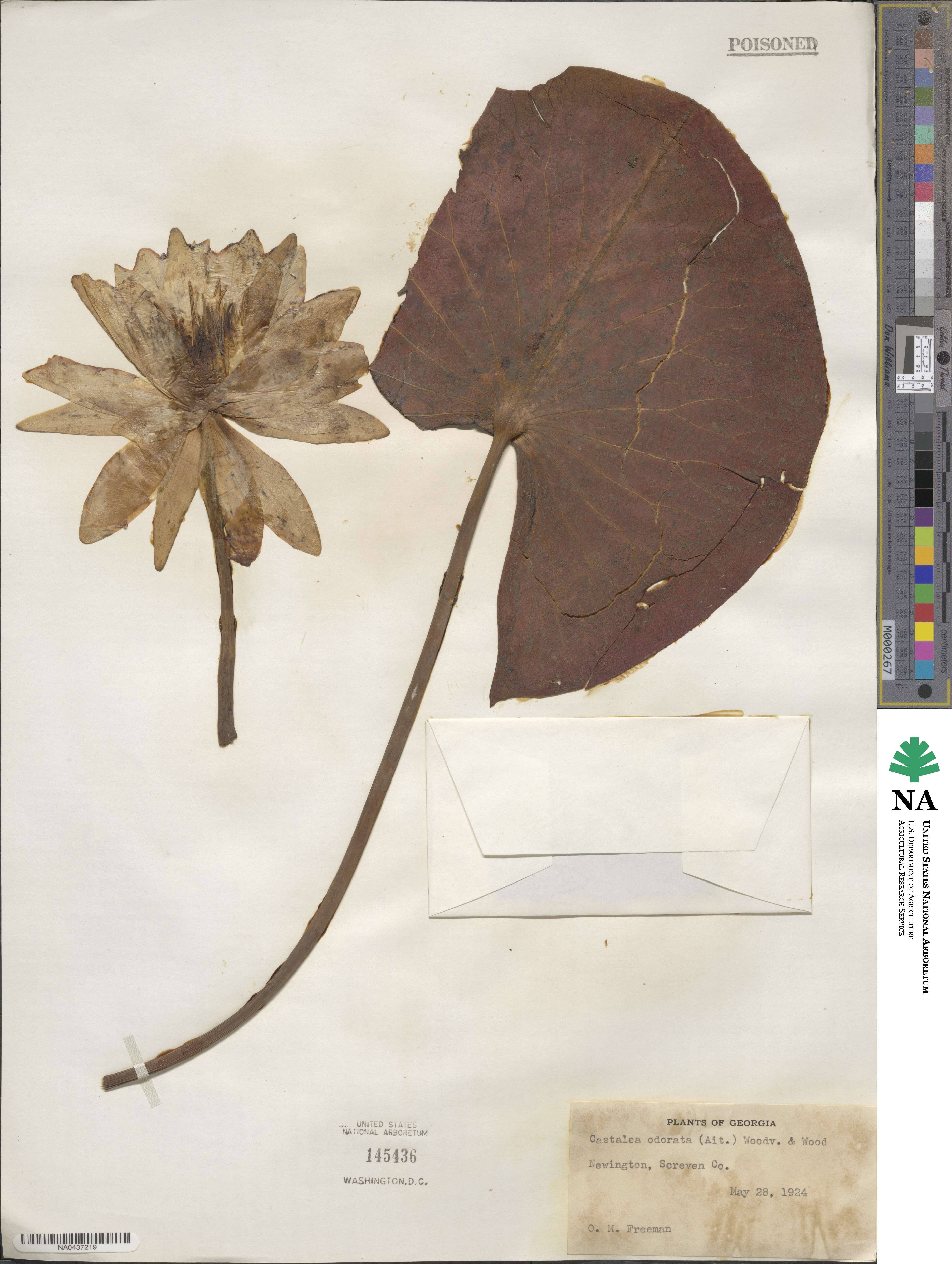 Nymphaeaceae image
