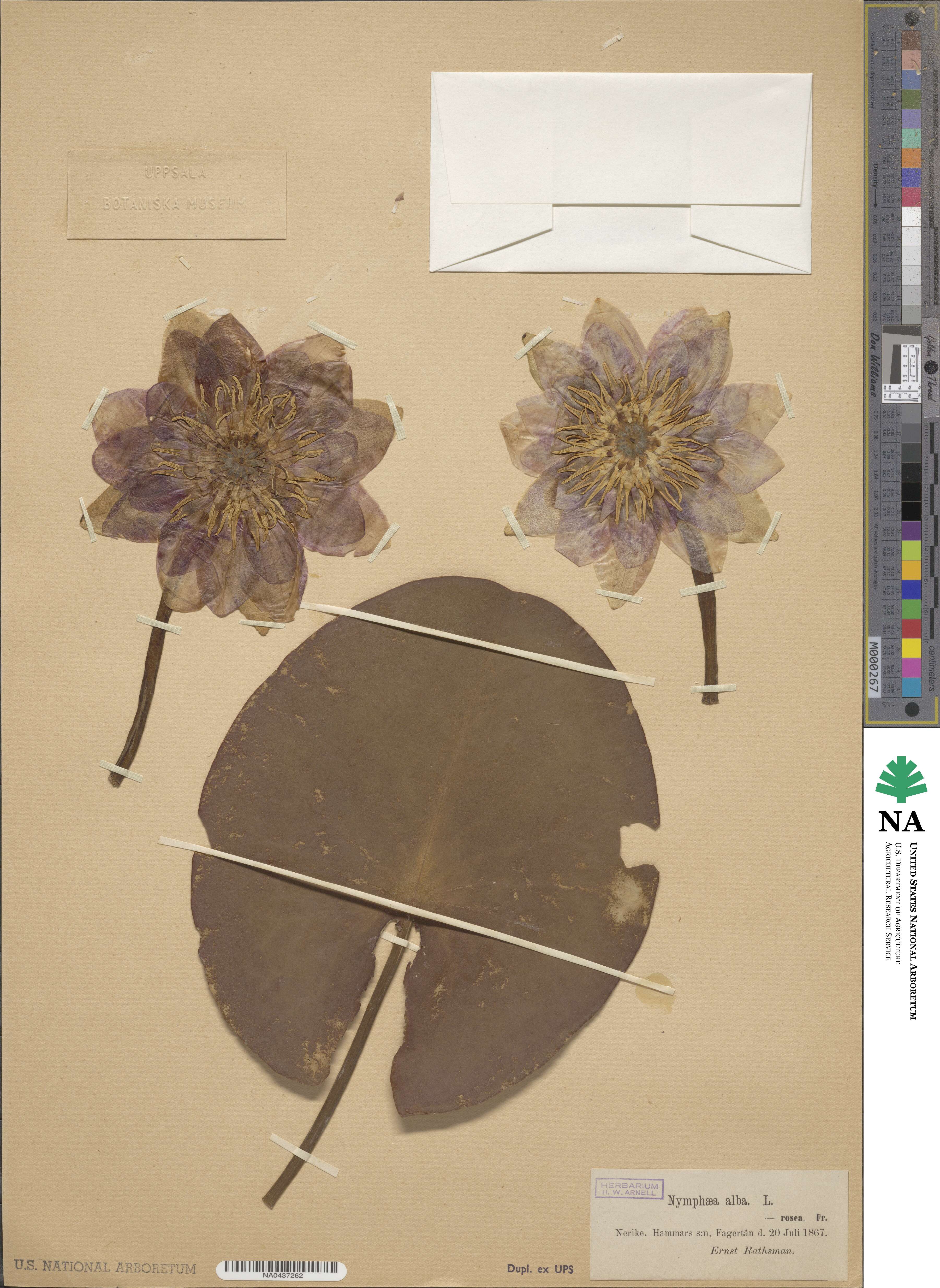 Nymphaea alba image