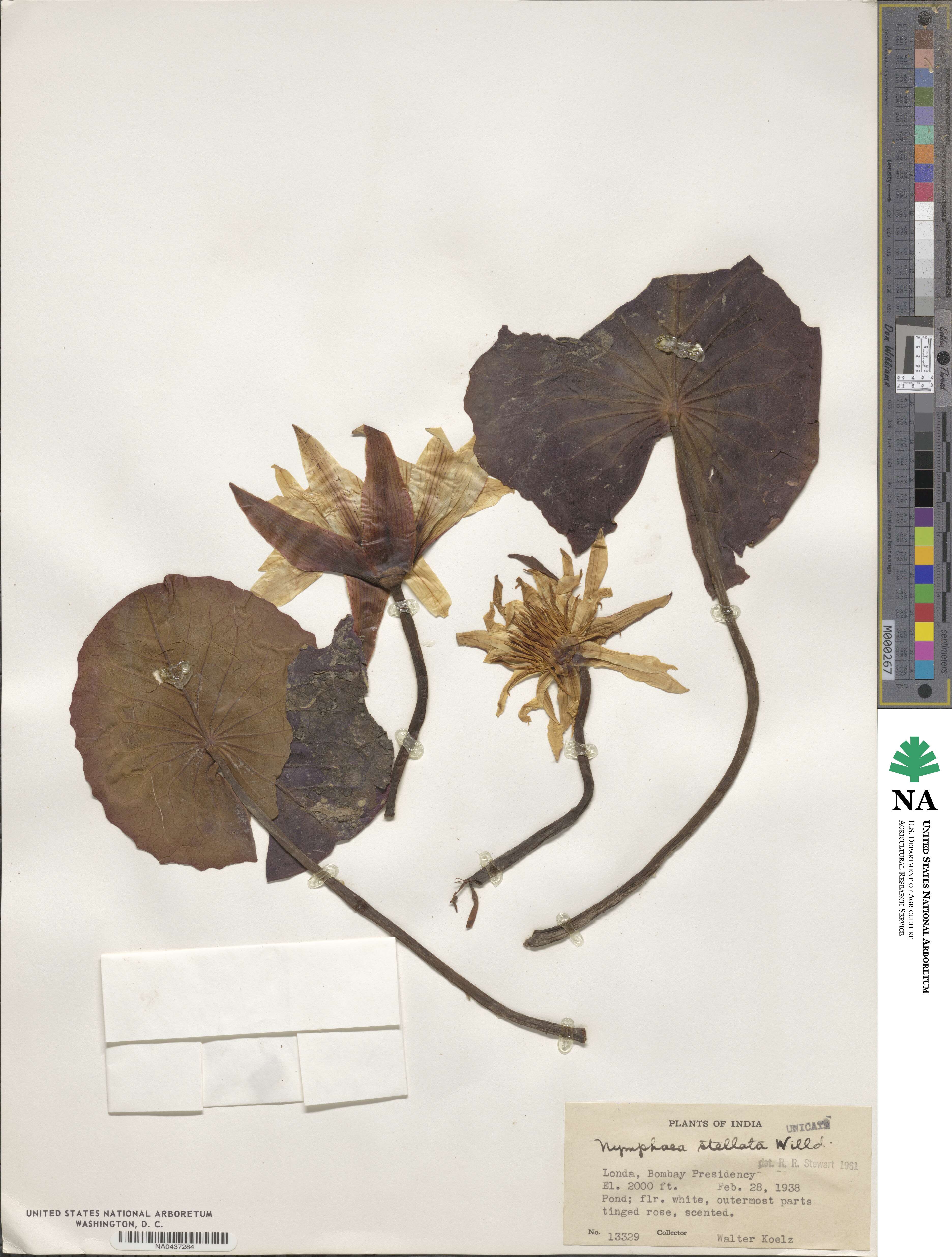 Nymphaea stellata image