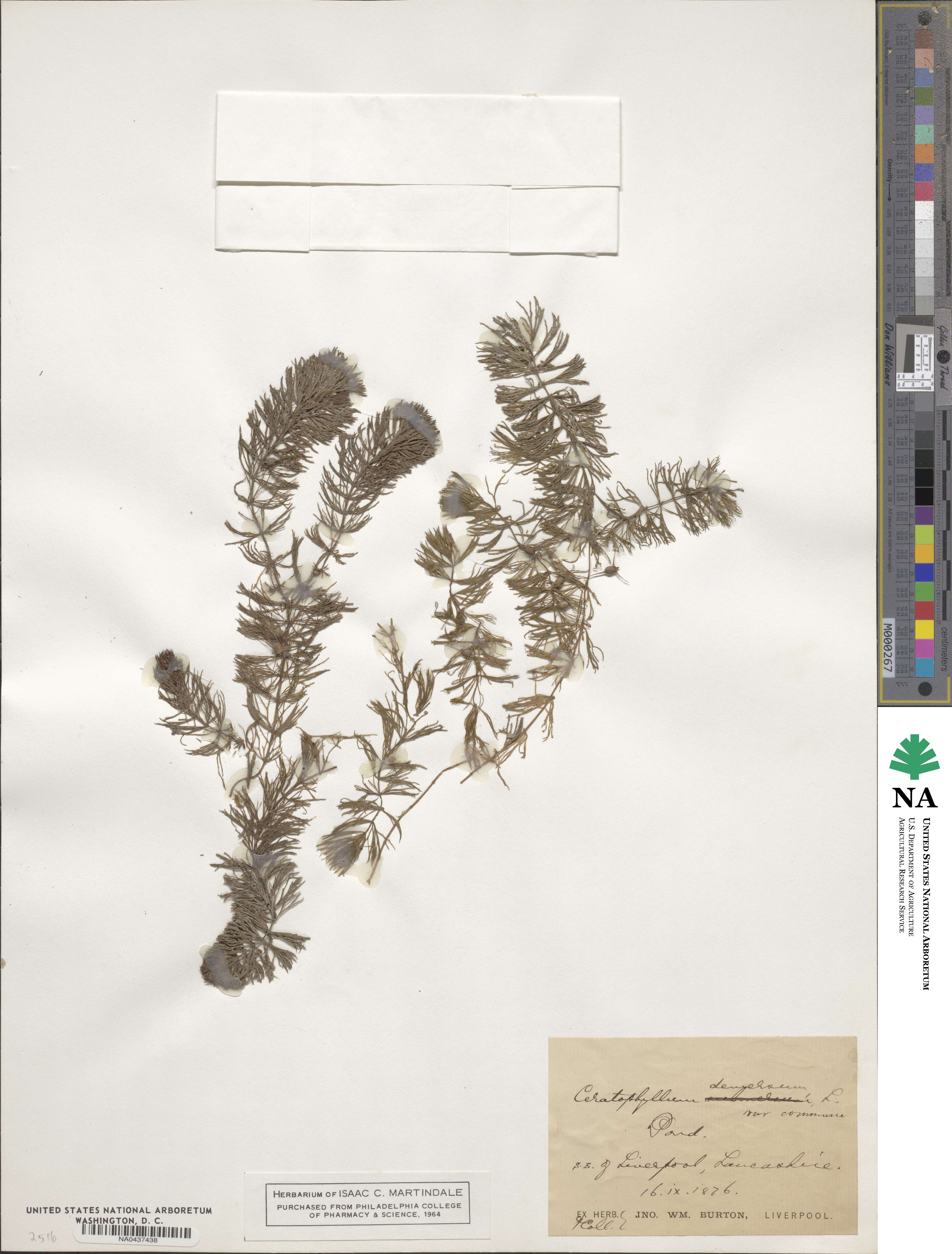 Ceratophyllaceae image