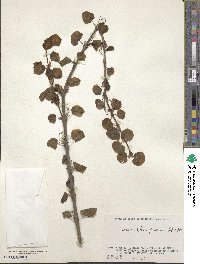 Cercidiphyllum japonicum image