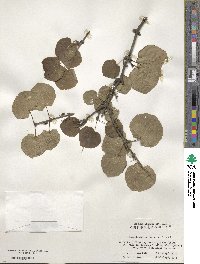 Cercidiphyllum japonicum image