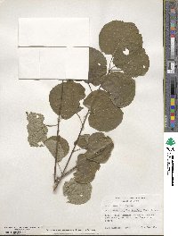 Cercidiphyllum japonicum image