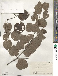 Cercidiphyllum japonicum image