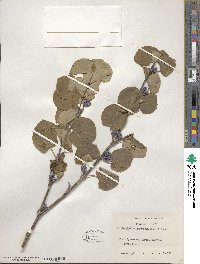 Cercidiphyllum japonicum image