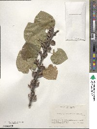 Cercidiphyllum japonicum image