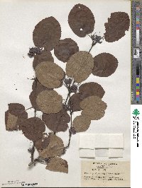 Cercidiphyllum magnificum image