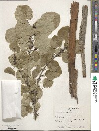 Cercidiphyllum japonicum image