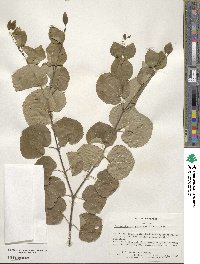 Cercidiphyllum japonicum image