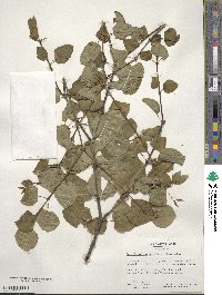 Cercidiphyllum japonicum image