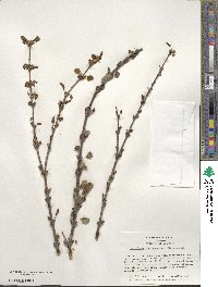 Cercidiphyllum japonicum image