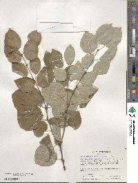 Cercidiphyllum japonicum image