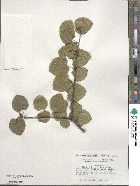 Cercidiphyllum japonicum image