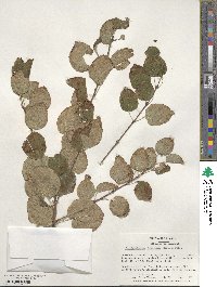 Cercidiphyllum japonicum image