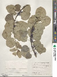 Cercidiphyllum japonicum image