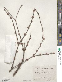 Cercidiphyllum japonicum image