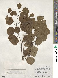 Cercidiphyllum japonicum image