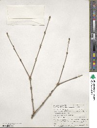 Cercidiphyllum japonicum image