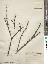 Cercidiphyllum japonicum image