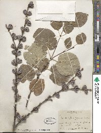 Cercidiphyllum japonicum image