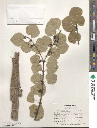 Cercidiphyllum japonicum image