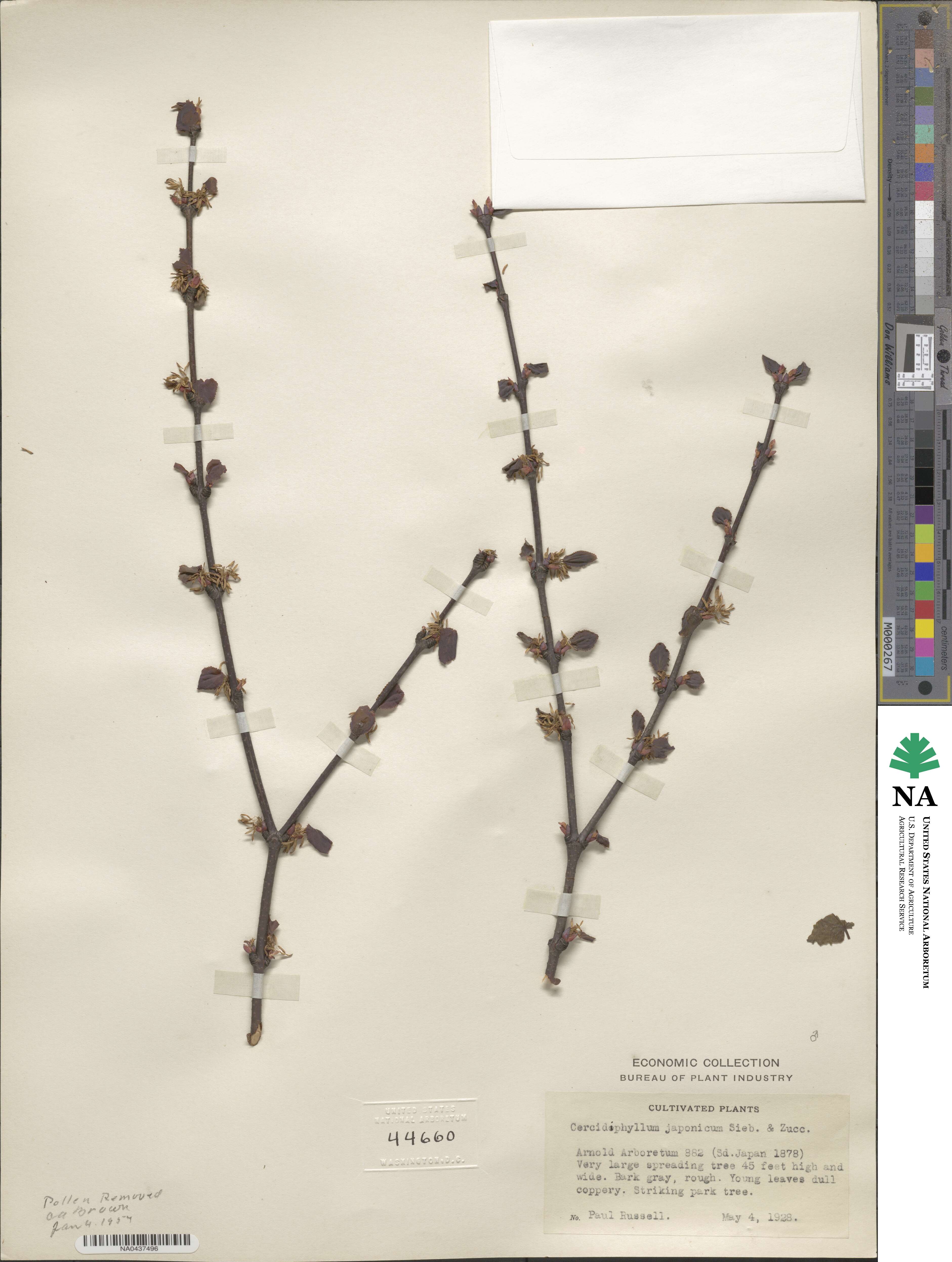 Cercidiphyllum japonicum image