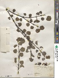 Cercidiphyllum japonicum image