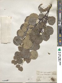 Cercidiphyllum japonicum image