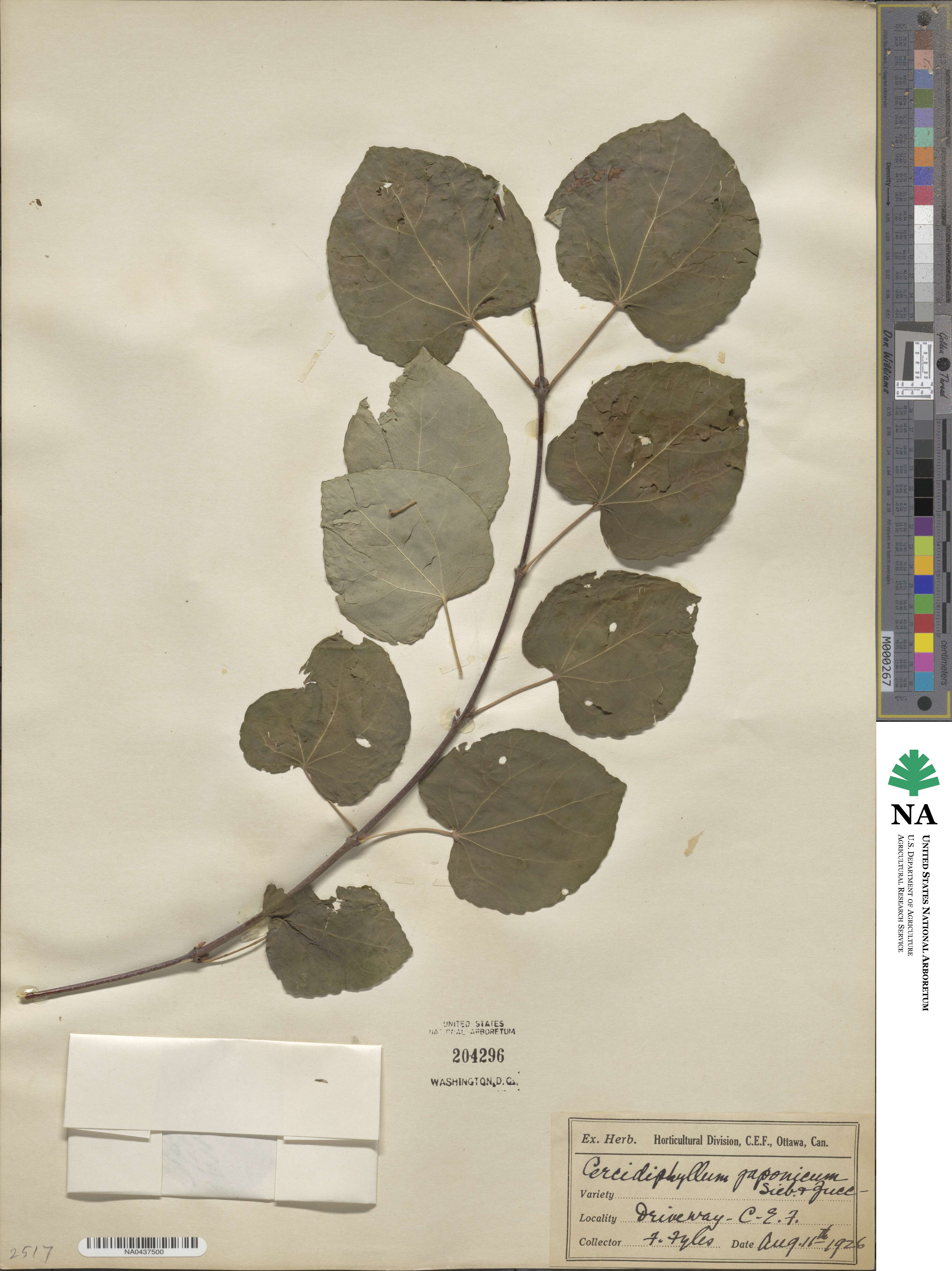 Cercidiphyllum japonicum image