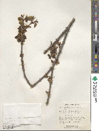 Cercidiphyllum japonicum image