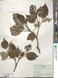 Trochodendron aralioides image