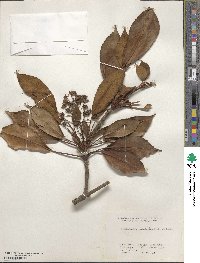 Trochodendron aralioides image