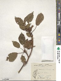 Trochodendron aralioides image