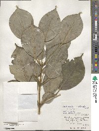 Trochodendron aralioides image