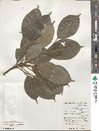 Trochodendron aralioides image