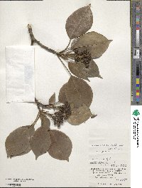 Trochodendron aralioides image