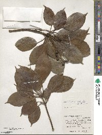 Trochodendron aralioides image