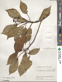 Trochodendron aralioides image