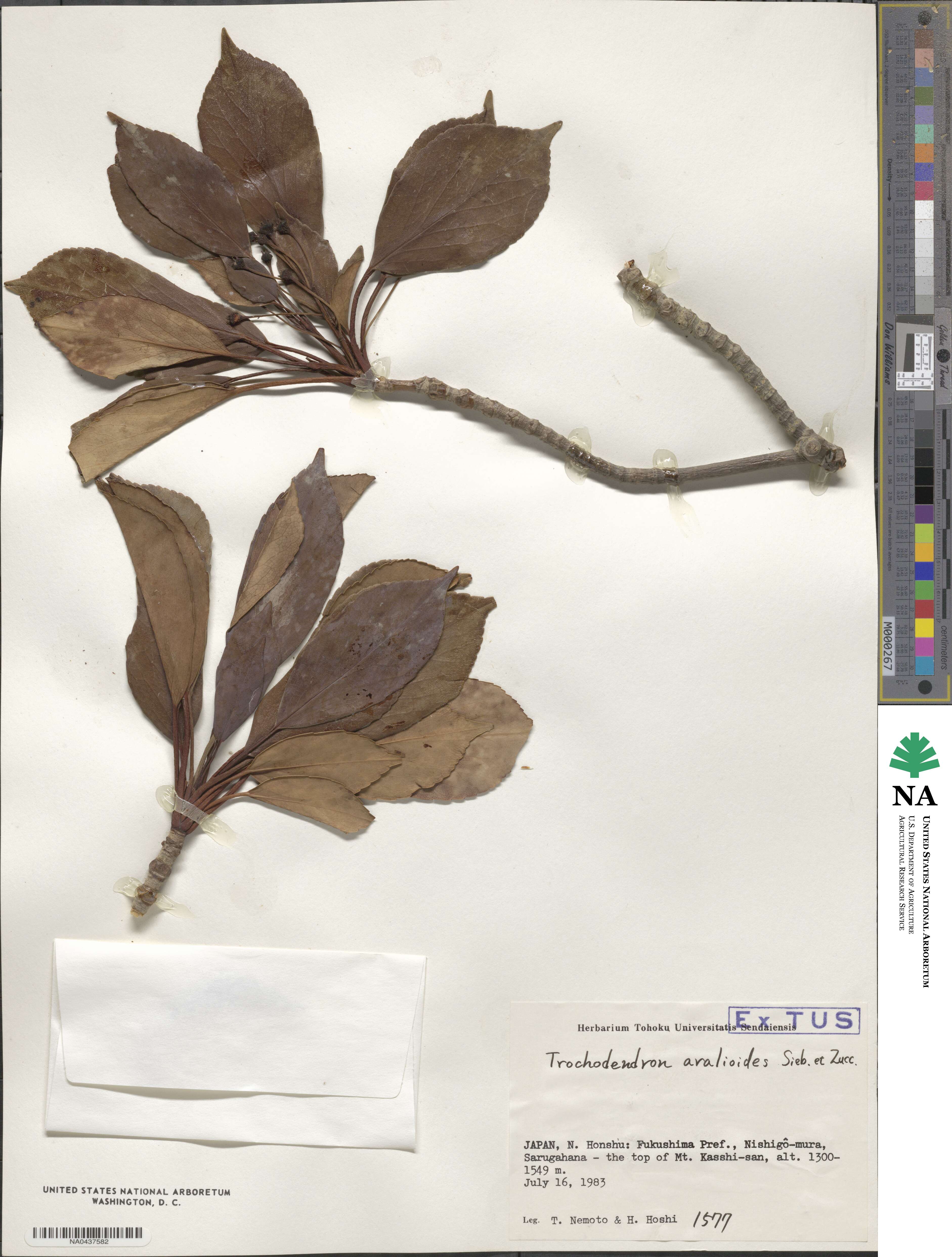 Trochodendron aralioides image